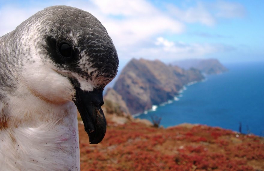 Freira do Bugio- Birds in desertas island